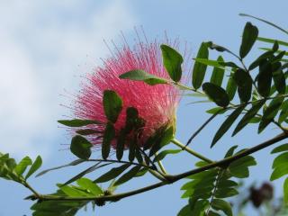 albizia en fleur