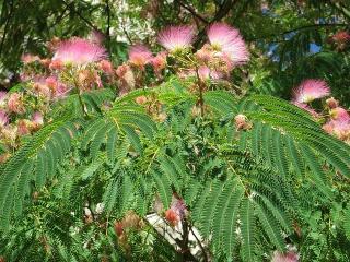 albizia julibrissin