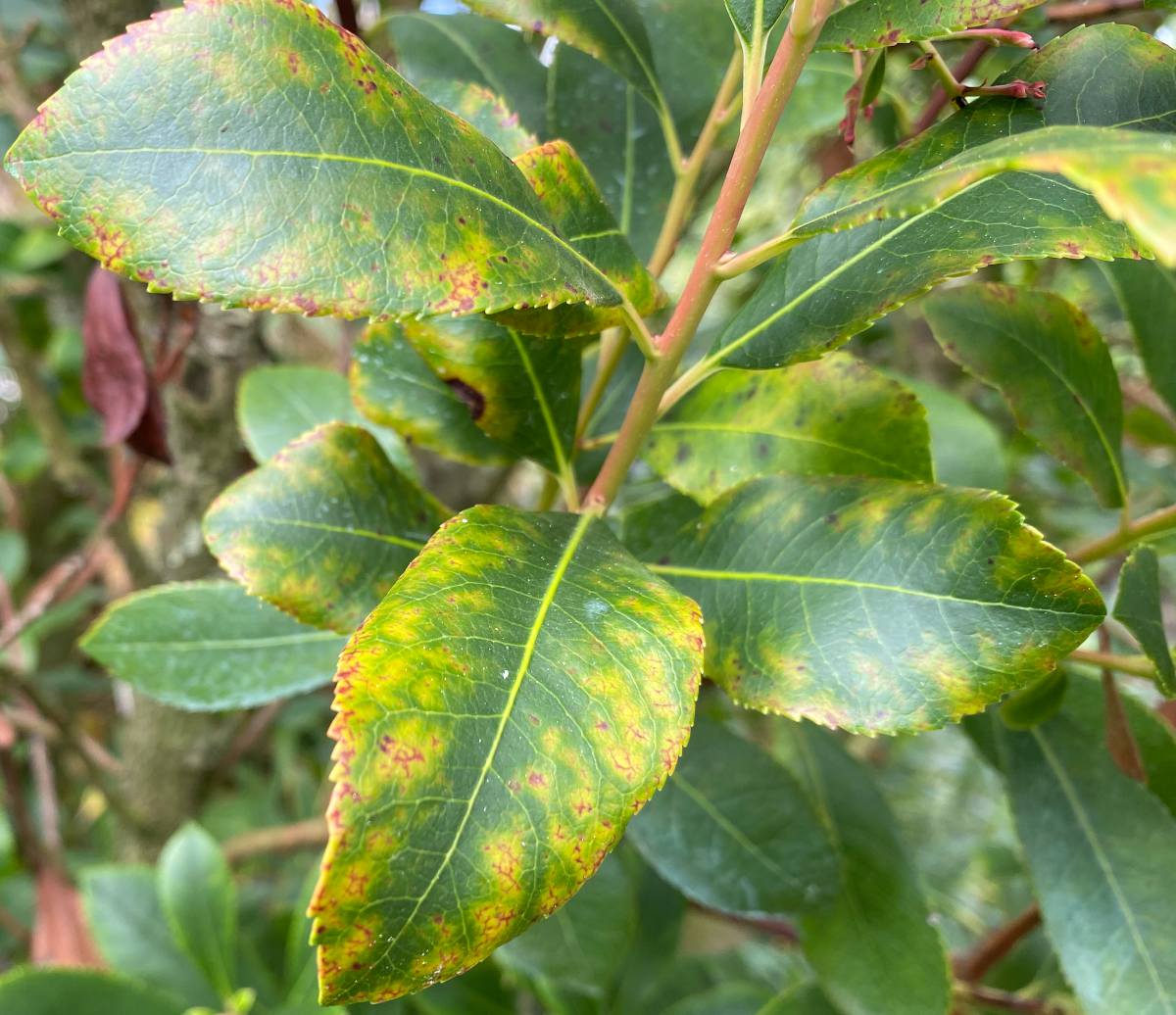 arbousier malade feuilles jaunes point noir