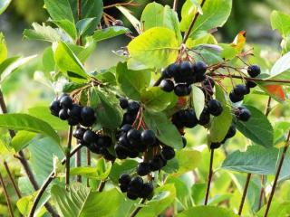 aronia culture