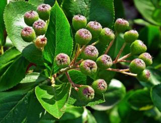 aronia fruits