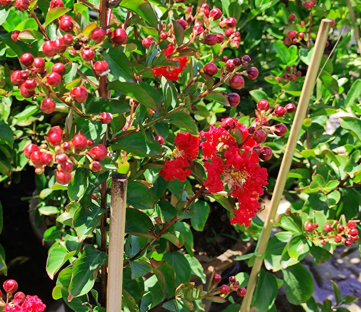 bouturage bouture lilas des indes - lagerstroemia indica