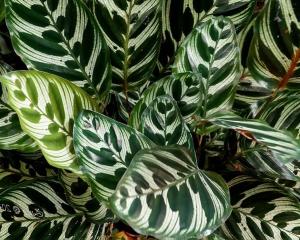 Calathea : culture, soins et conseils d'entretien