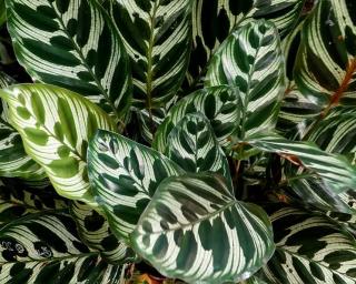 calathea en pot entretien