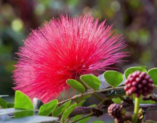 Calliandra