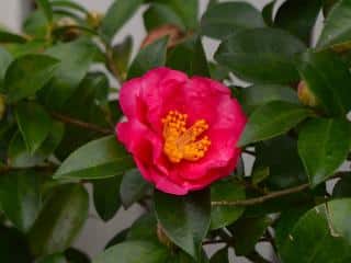 camelia sasanqua