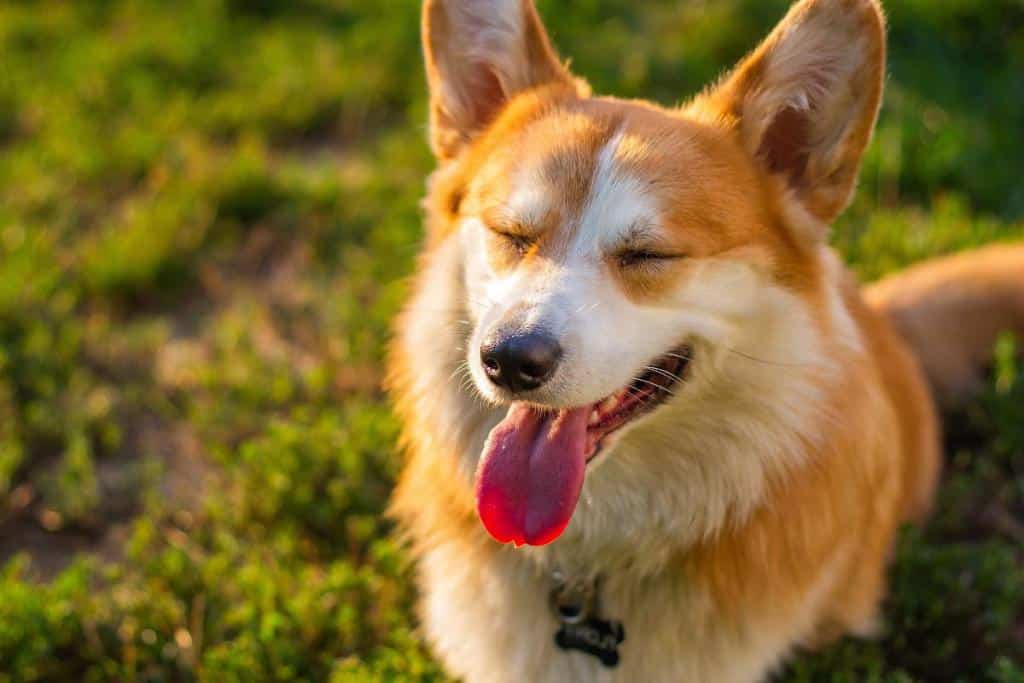 chien qui a mauvaise haleine