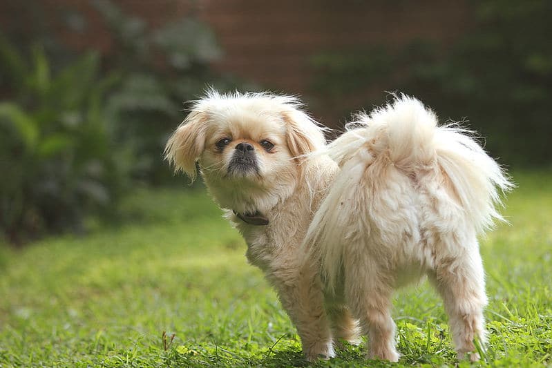 Chien Qui Fugue Responsabilite Dressage Et Solution