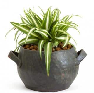 chlorophytum en pot