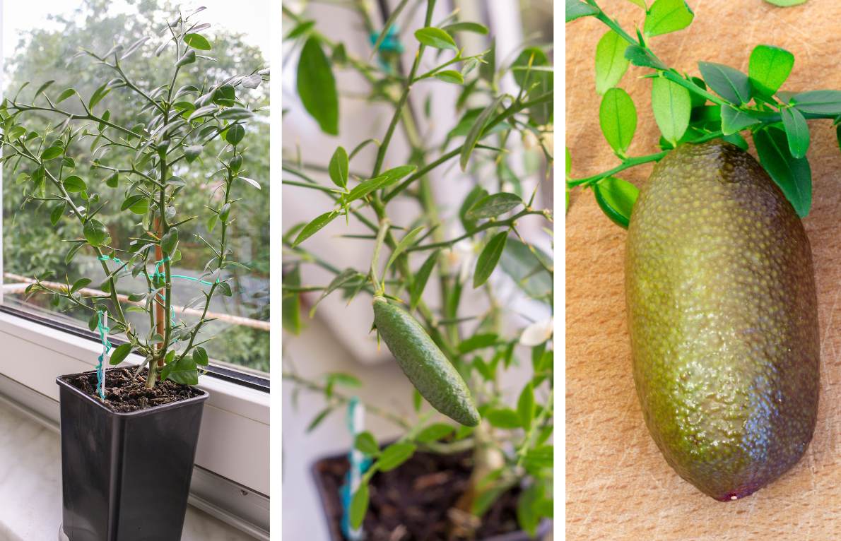 Citronnier : variétés, plantation et entretien - Jardiland