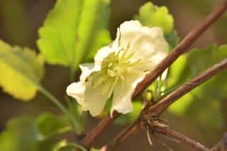 clematite hiver noel