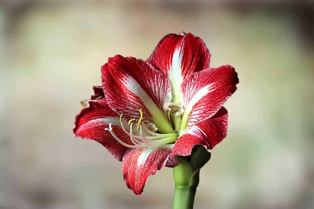 comment planter un amaryllis