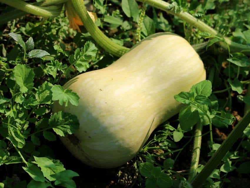 Cinq questions sur le butternut, la reine des courges