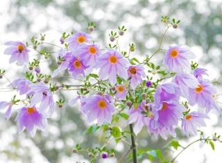 dahlia imperialis entretien