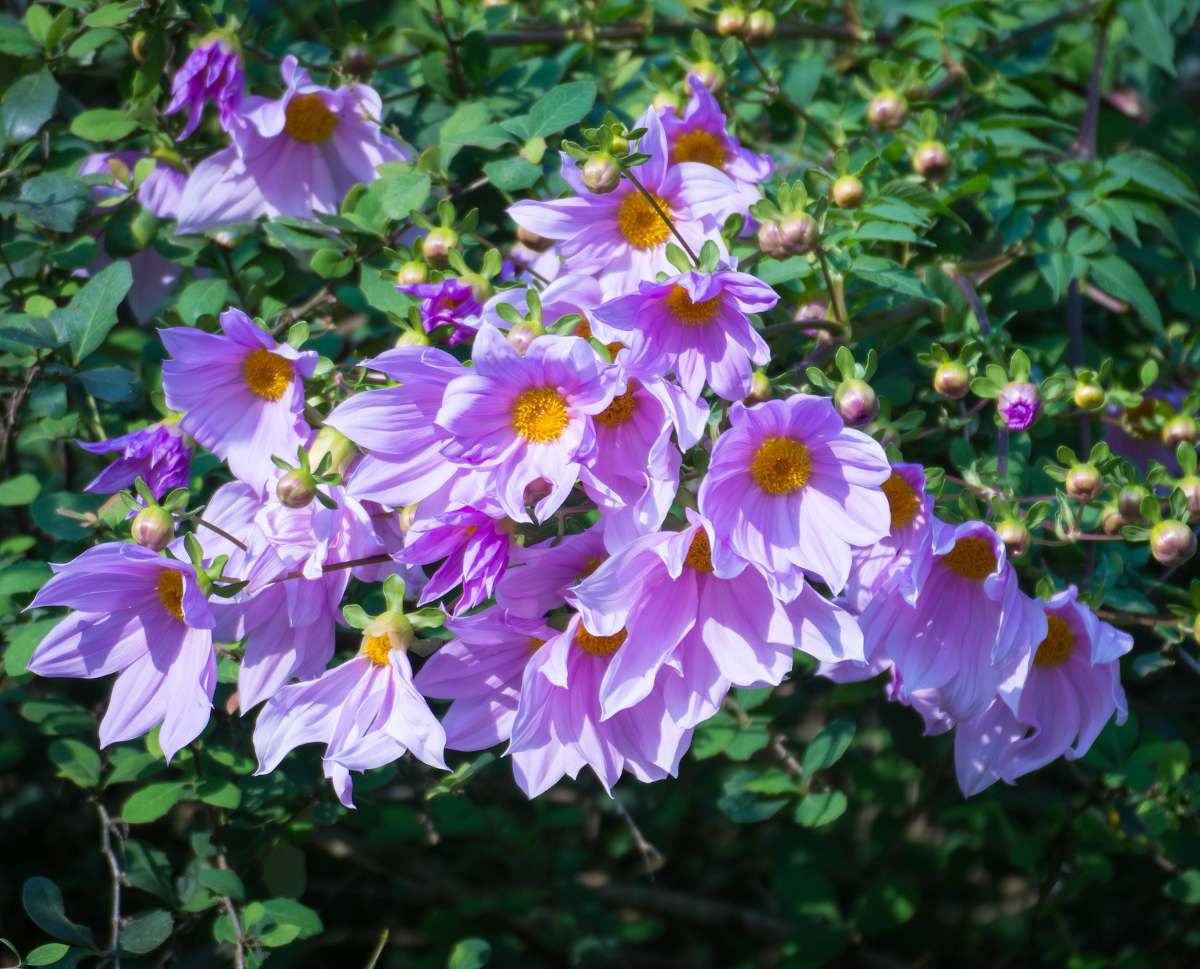 dahlia imperialis