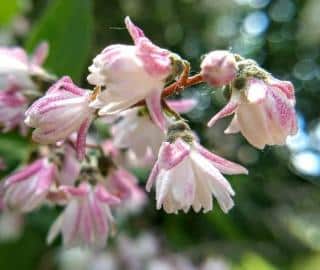 deutzia en fleur