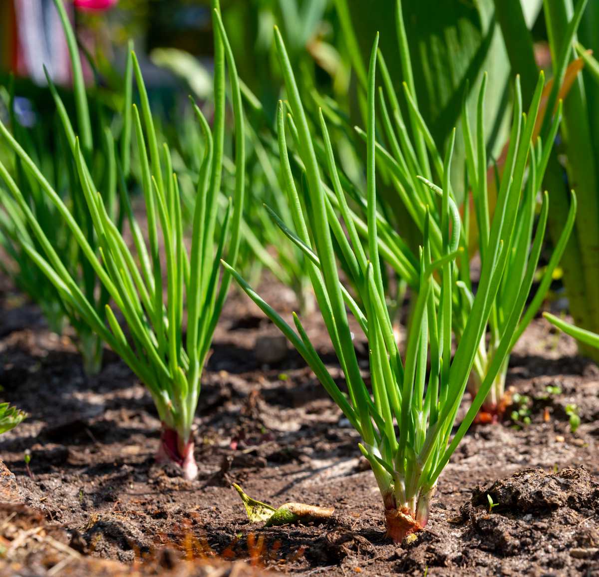 Cultiver des Oignons - Semis Plantation Culture et Récolte