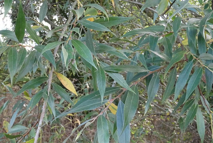 White willow bark: health benefits and virtues