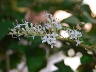 fleur de troene