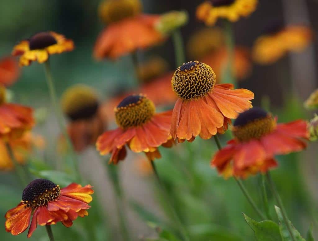 helenium