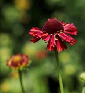 helenium plantation