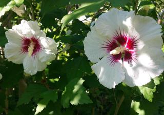 hibiscus syriacus arbuste