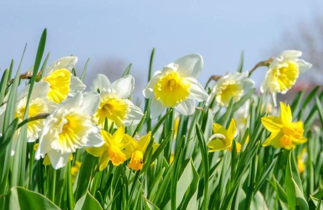 10 Bulbes De Jonquille 'Rip Van Winkle' – Fleurs Étoilées Jaune Citron Pour Massifs Et Bordures