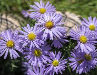 aster variétés