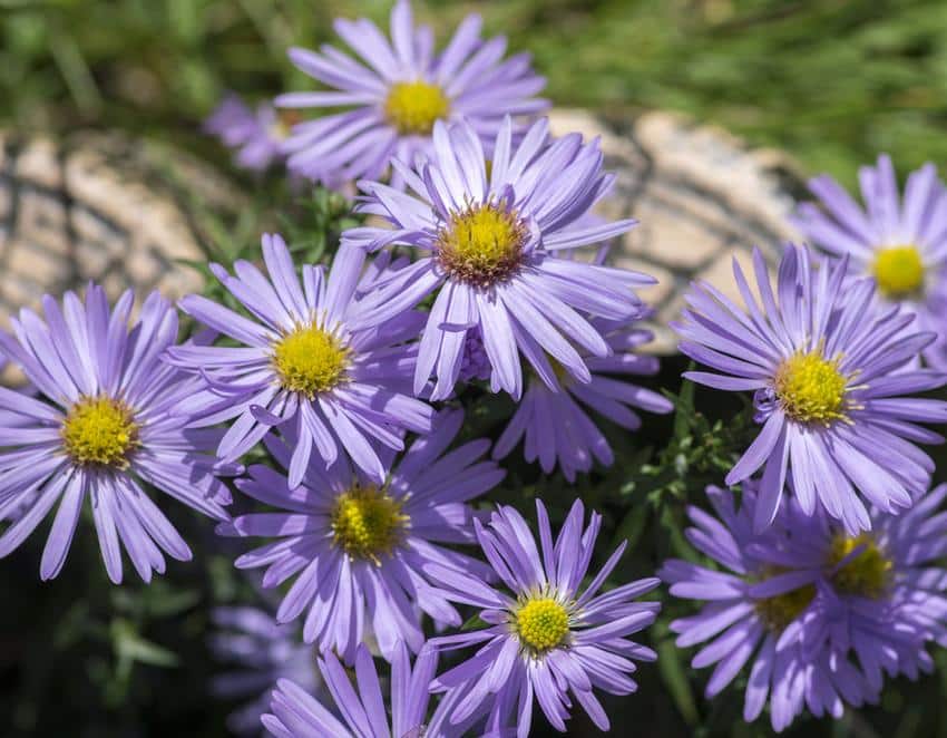 massif aster