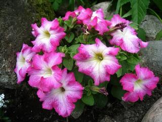 massif de Petunia