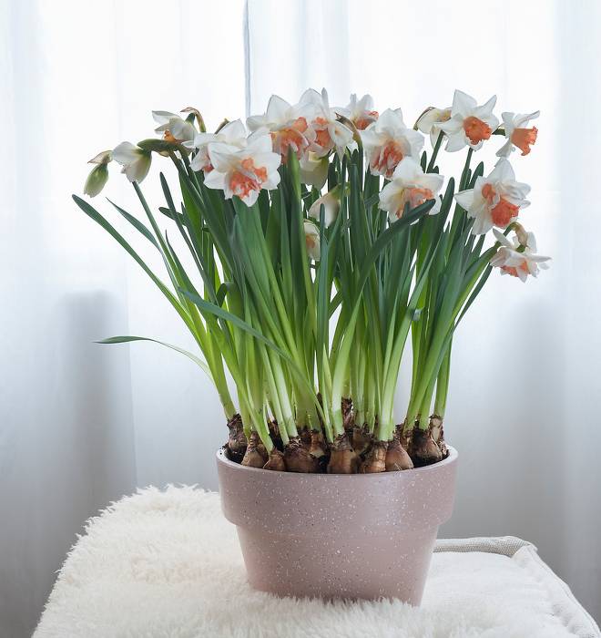 Narcisse : plantation et entretien pour une belle floraison
