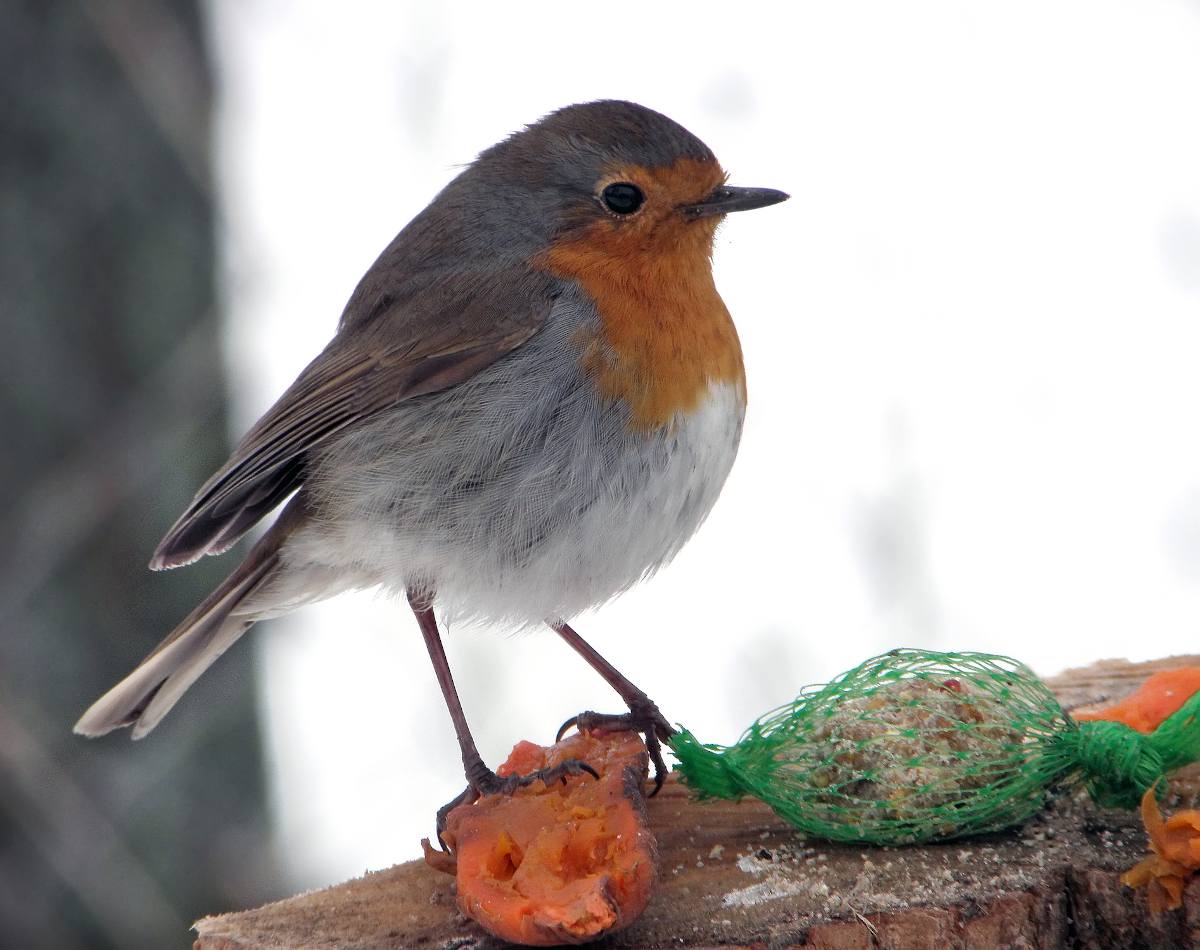 Vous voulez nourrir les oiseaux en hiver ? On vous explique