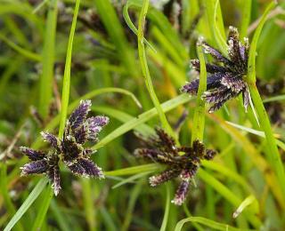 papyrus Cyperus