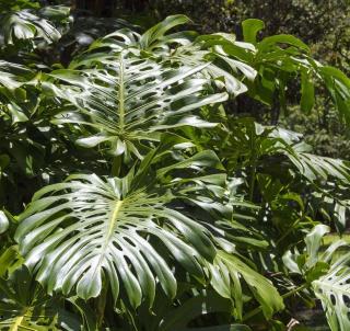 philodendron exterieur