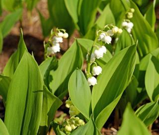 plantation du muguet