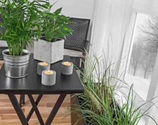 plante verte interieur hiver