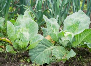 potager legume hiver