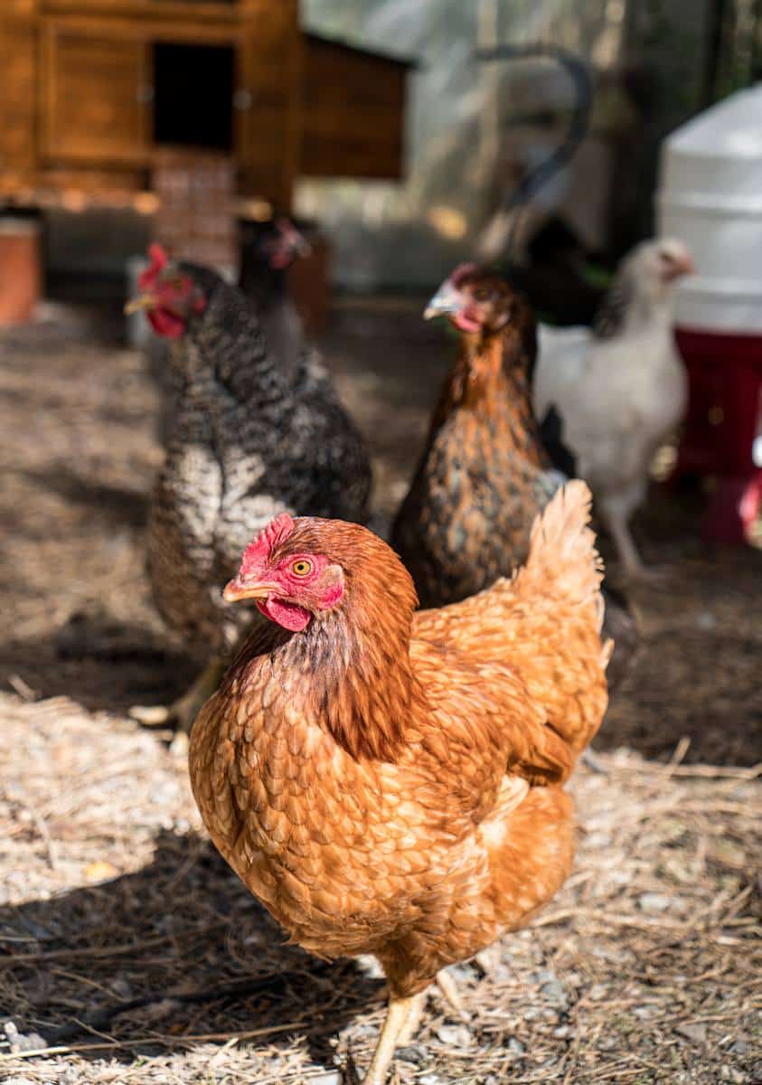 poule adaptée vie poulailler