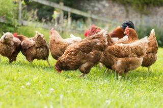 poule jardin conseils