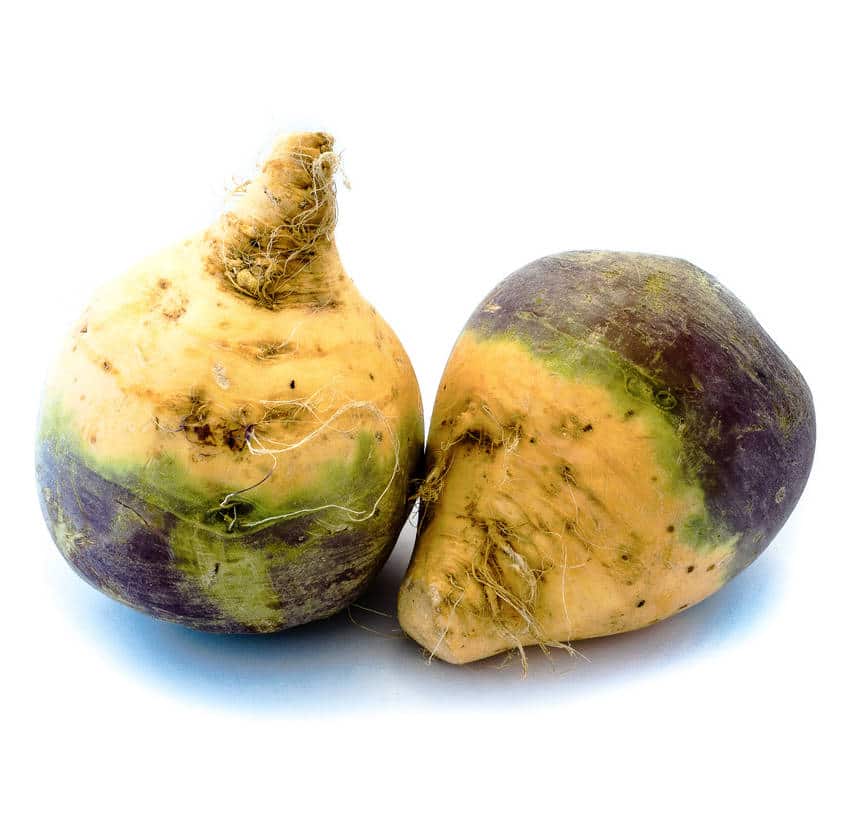 rutabaga culture