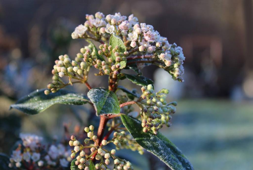 viorne d'hiver - vibunrum hiver