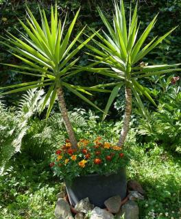 yucca elephantipes en extérieur