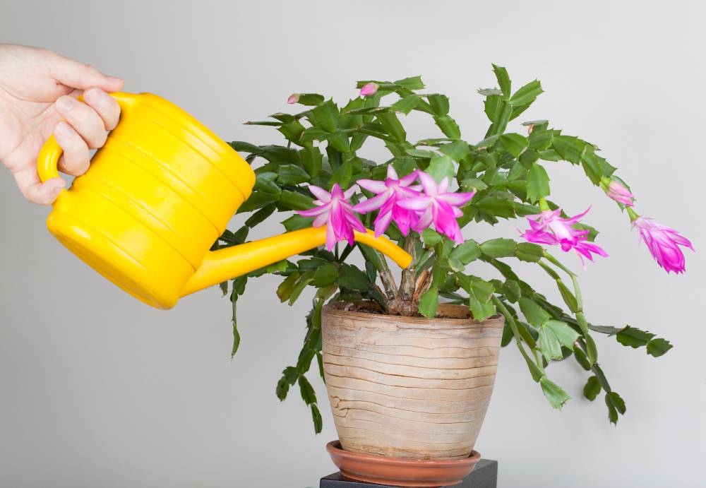 Schlumbergera : Caractéristiques, signification et entretien - Interflora