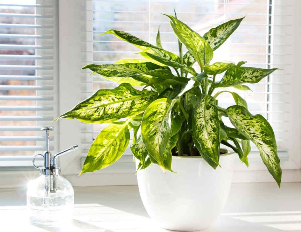 Dieffenbachia