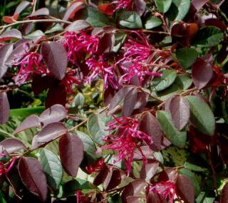 Loropetalum chinense rubrum