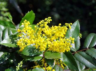 Mahonia arbuste