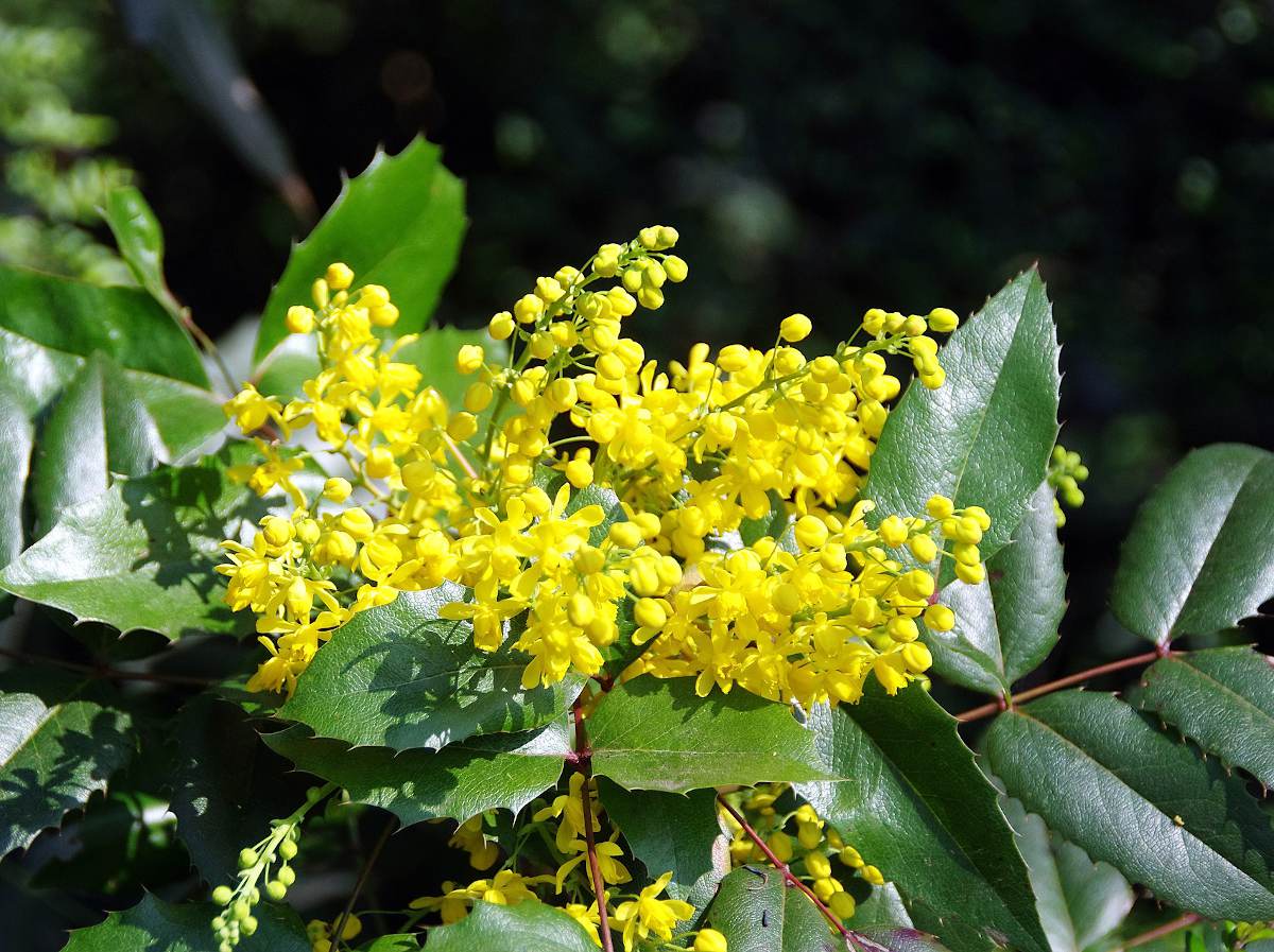 Mahonia arbuste