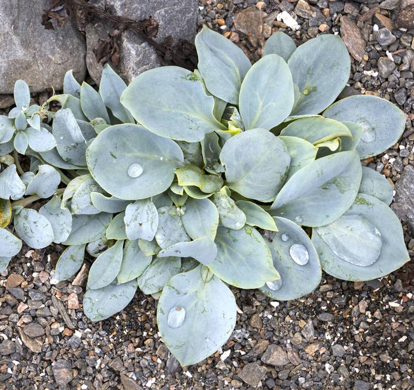 Mertensia maritima - plante huitre