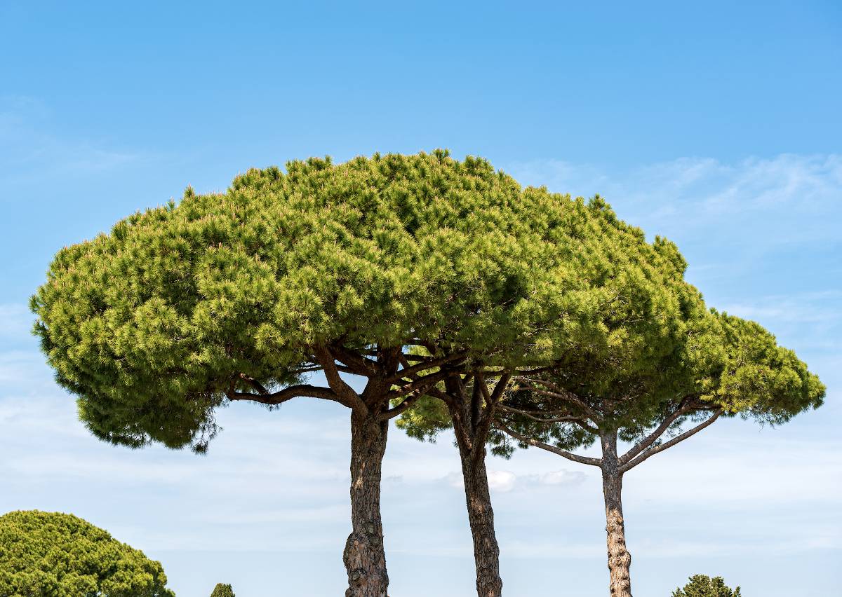 Arbre Moyen Pin - Accessoire Hornby Pour Réseau De Train Miniature, échelle N, Détail Réaliste