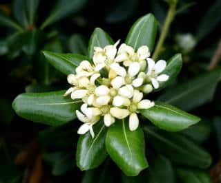 Pittosporum en fleur